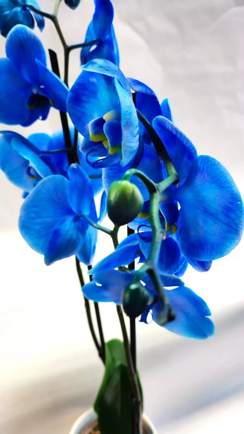 Orquídea Azul